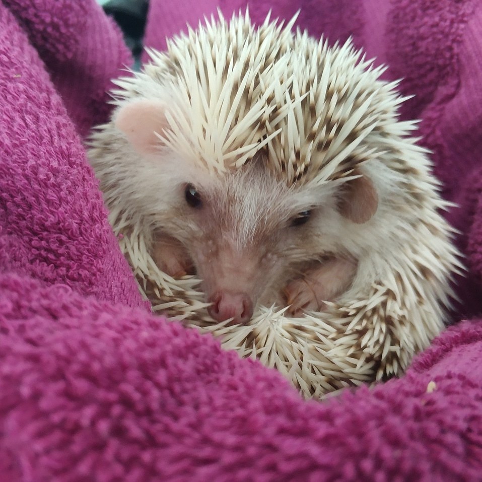 Hedgehog Arnold - My, African pygmy hedgehog, Hedgehog, Pets, Longpost