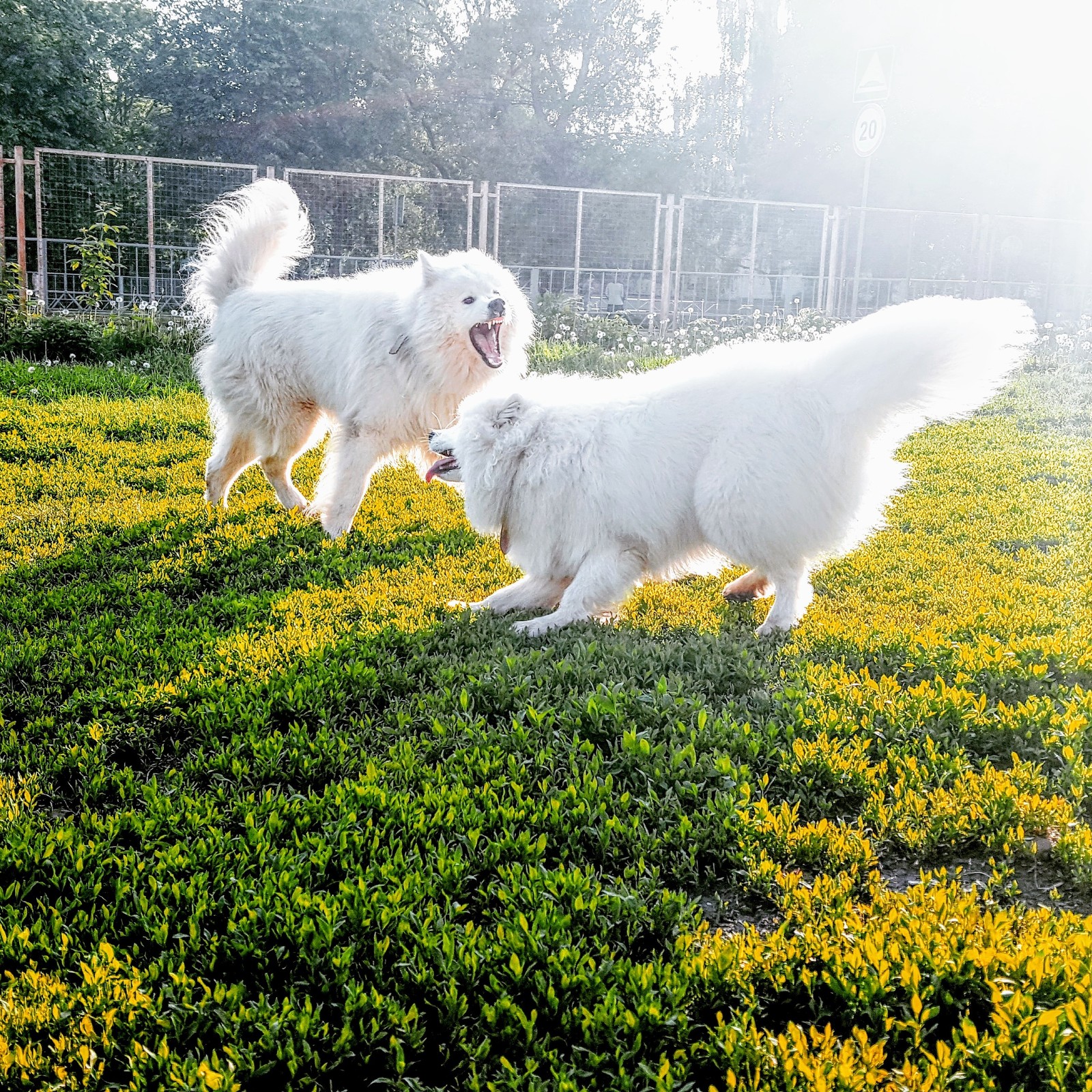 Furry games - My, The photo, Samoyed, , Dog