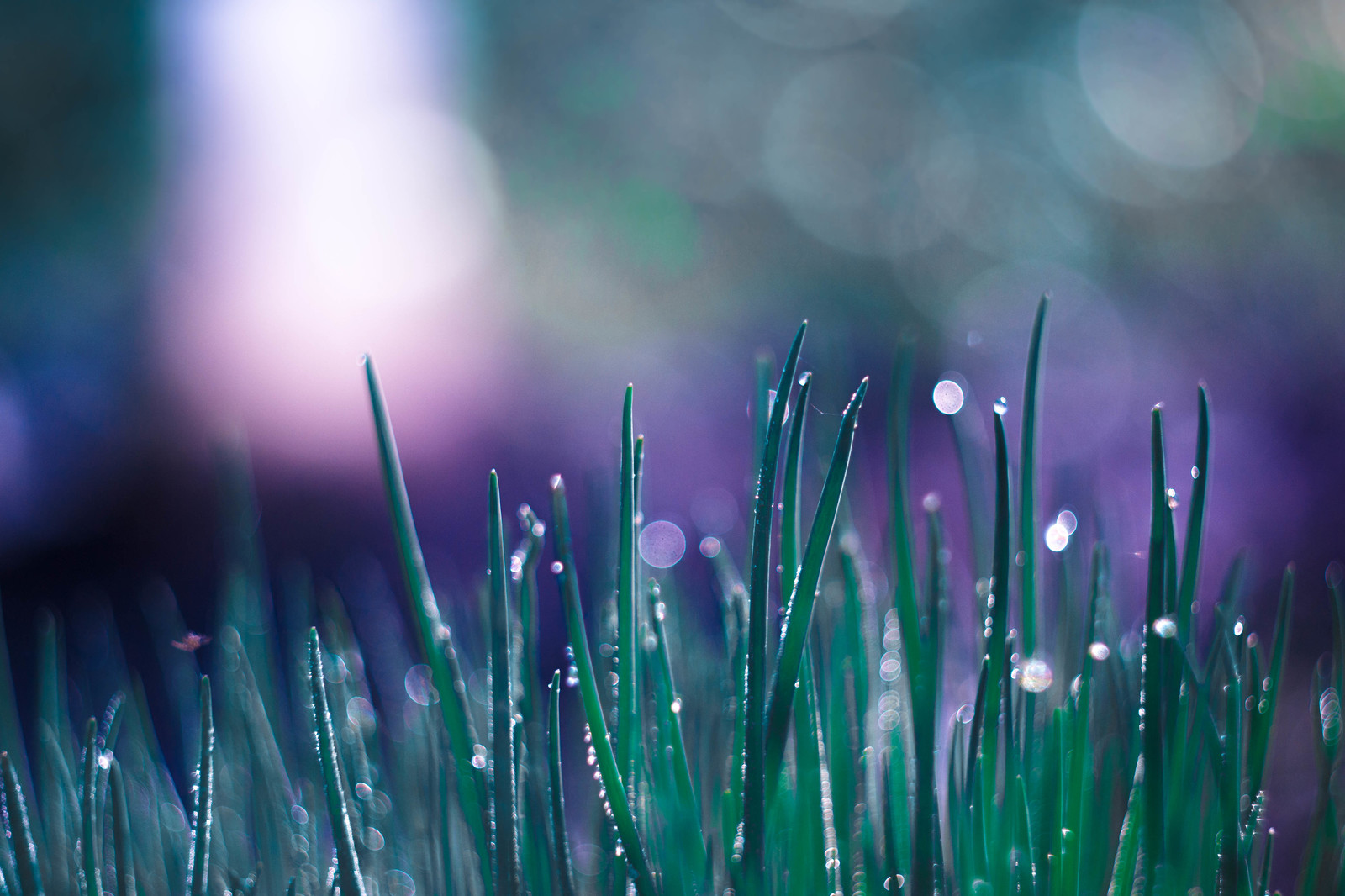 Time of warm #2 - My, Nature, Bokeh, Helios44-2, Helios, Helios44-2, Helios