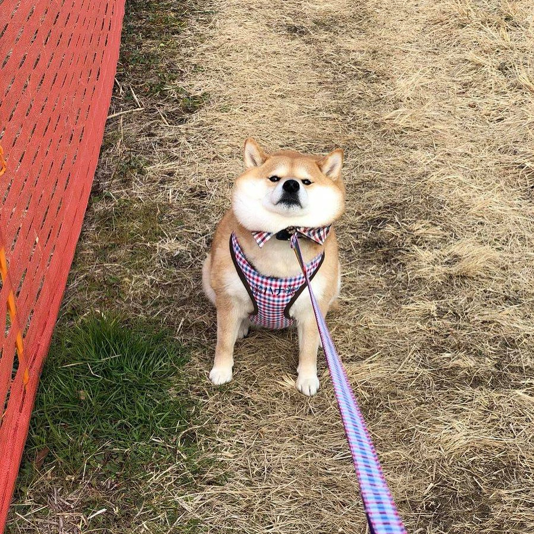 When you don't really like walking - Dog, Shiba Inu, Pet, Longpost, Pets