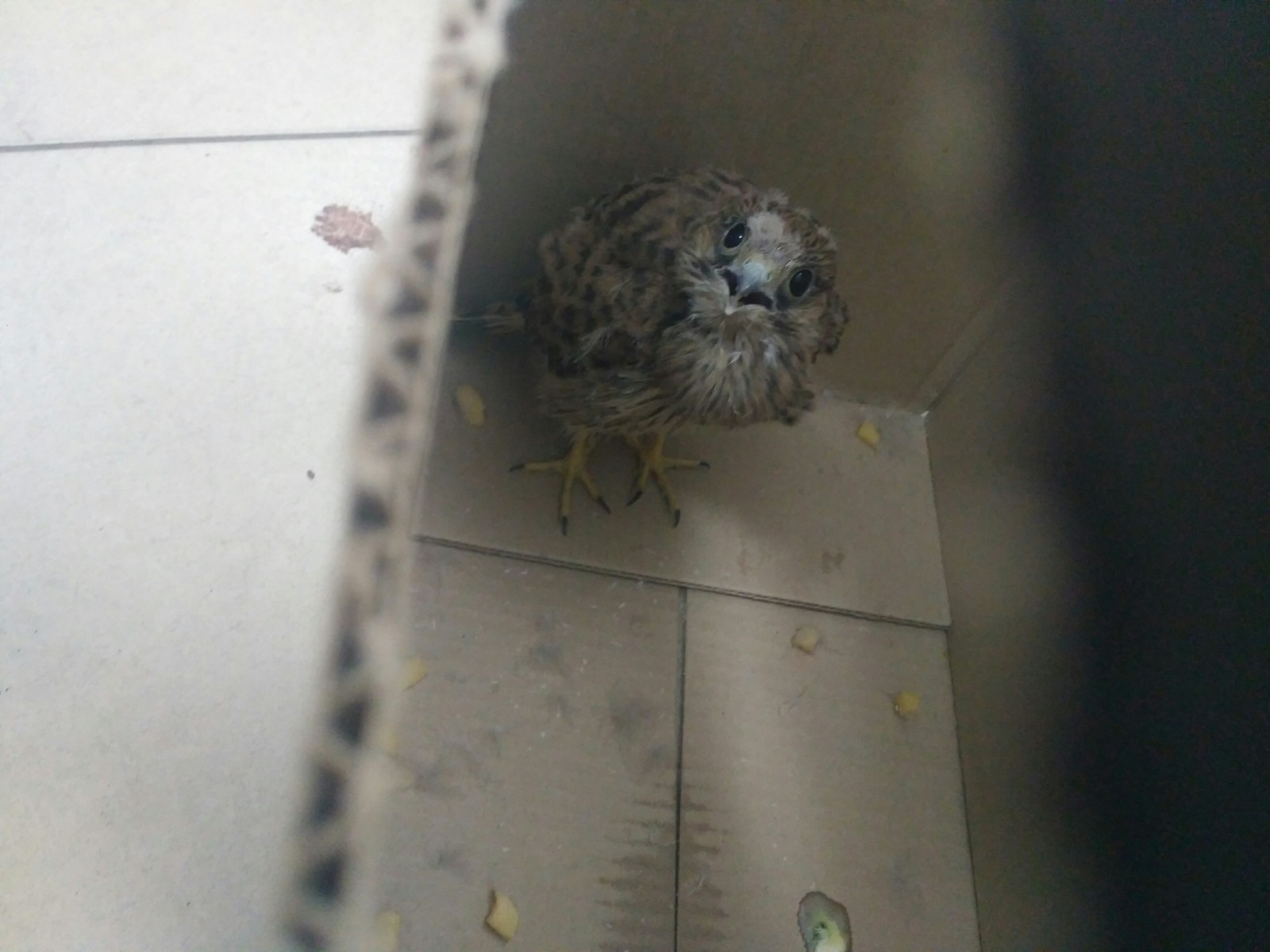 Power Peekaboo help, found a chick! - My, , Ornithology League, Izhevsk, Longpost