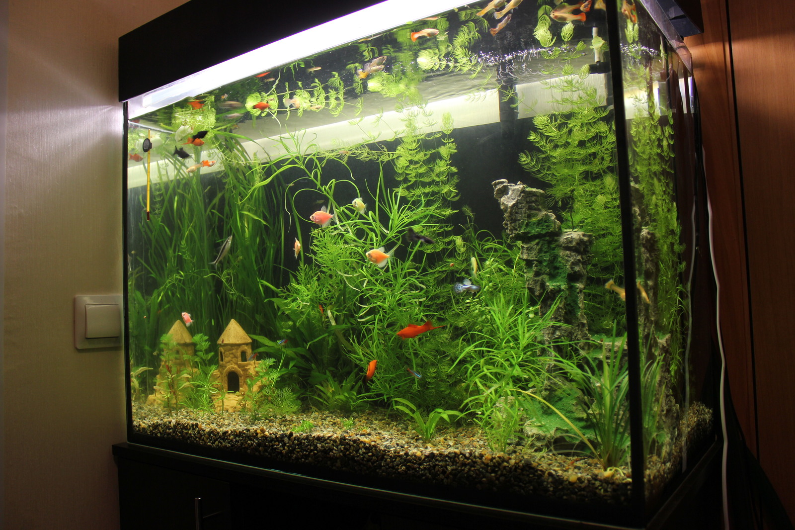 Little other world - My, Aquarium, Aquarium, Aquarium fish, Longpost