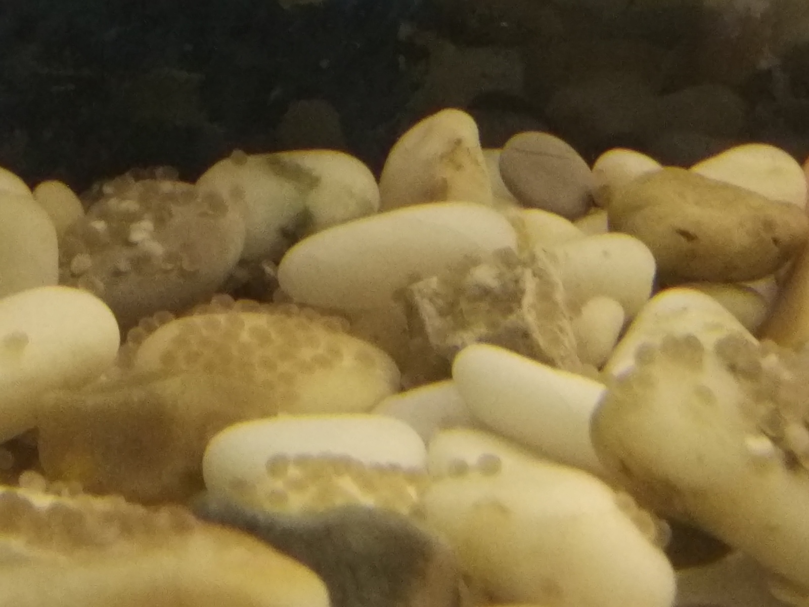 Question for cichlids - My, Cichlazomas, Spawning, Fight, Aquarium, Bees, Longpost