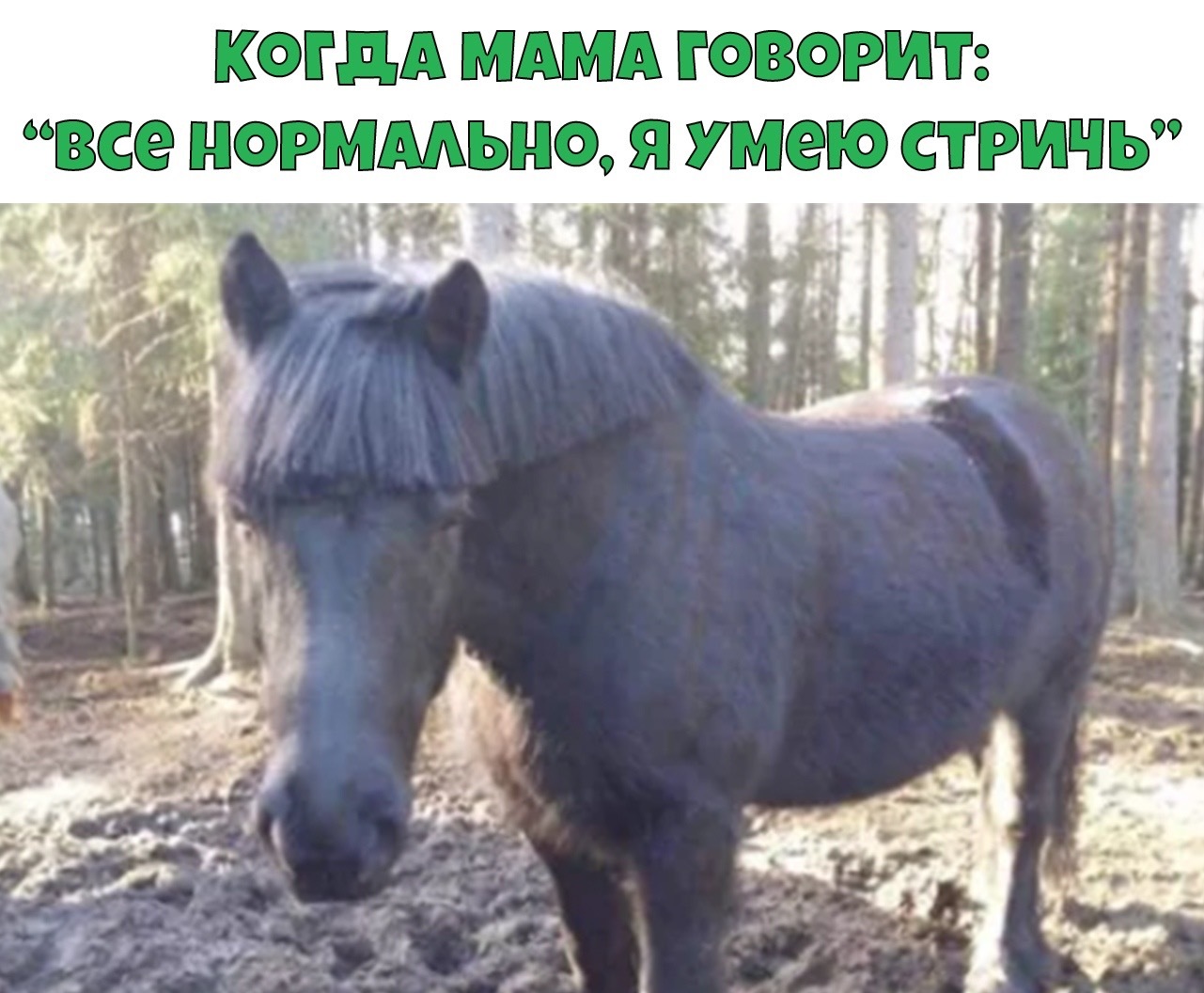 A haircut - Стрижка, Horses