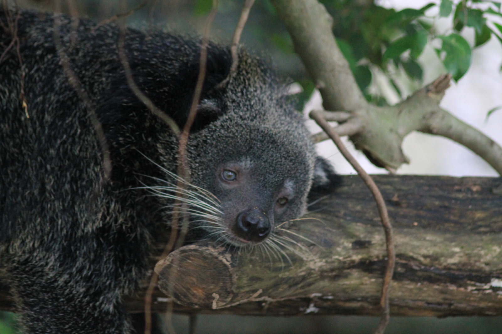 About zoos or continuation of a walk along Khao Kheow (Thailand) - My, Zoo, Thailand, Leisure, Tiger, Longpost