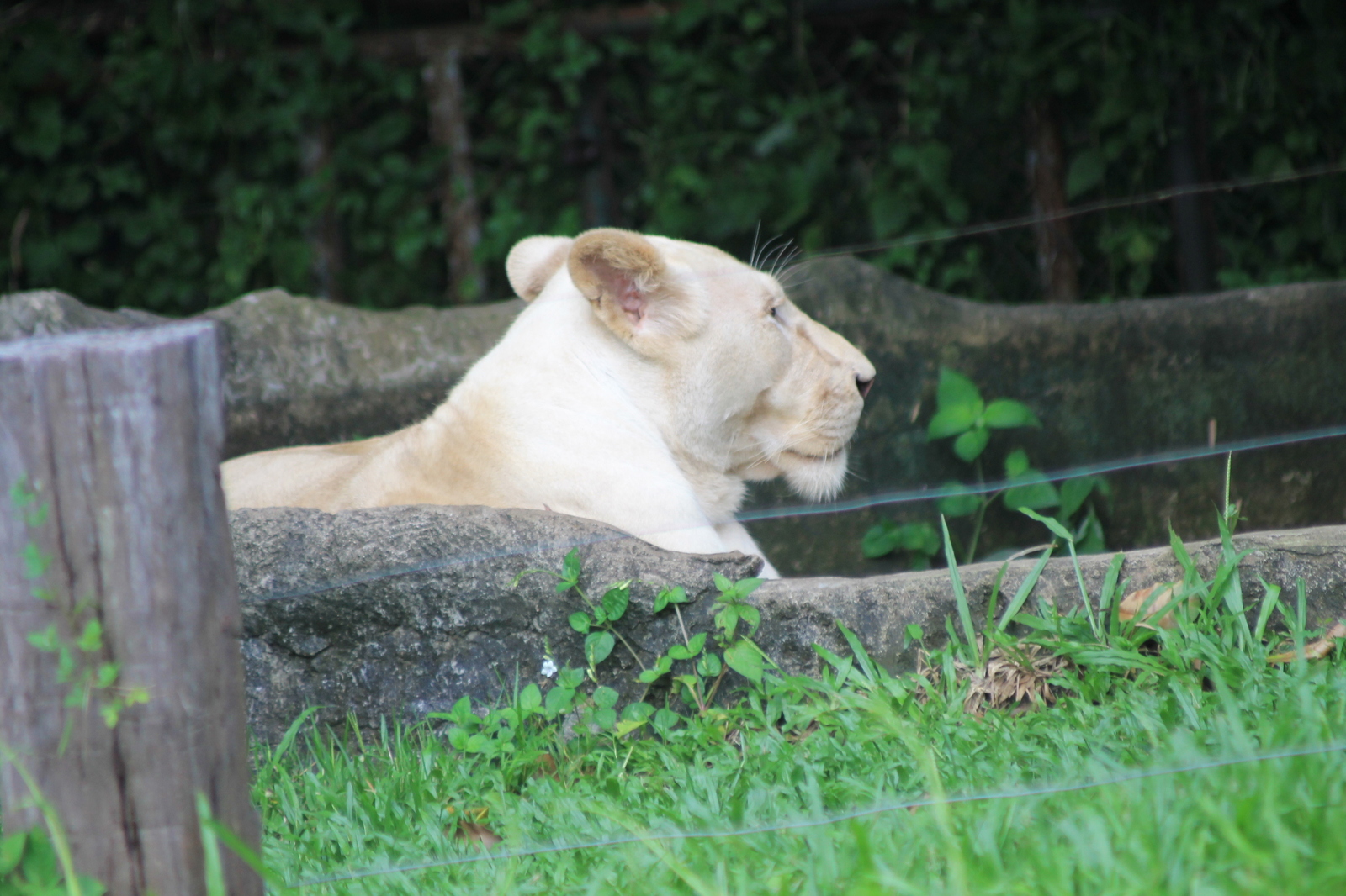 About zoos or continuation of a walk along Khao Kheow (Thailand) - My, Zoo, Thailand, Leisure, Tiger, Longpost