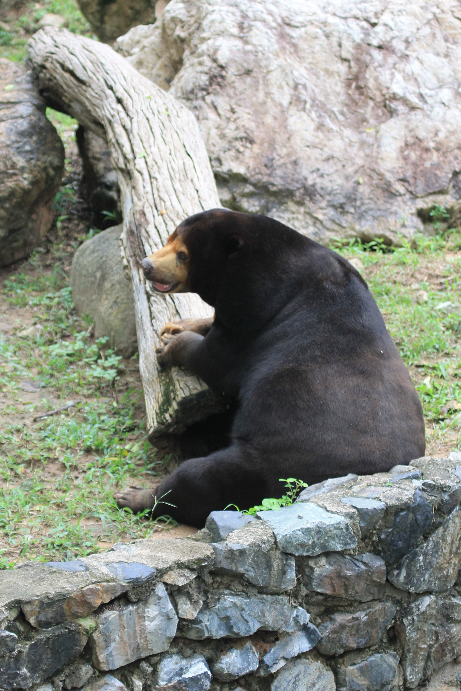 About zoos or continuation of a walk along Khao Kheow (Thailand) - My, Zoo, Thailand, Leisure, Tiger, Longpost