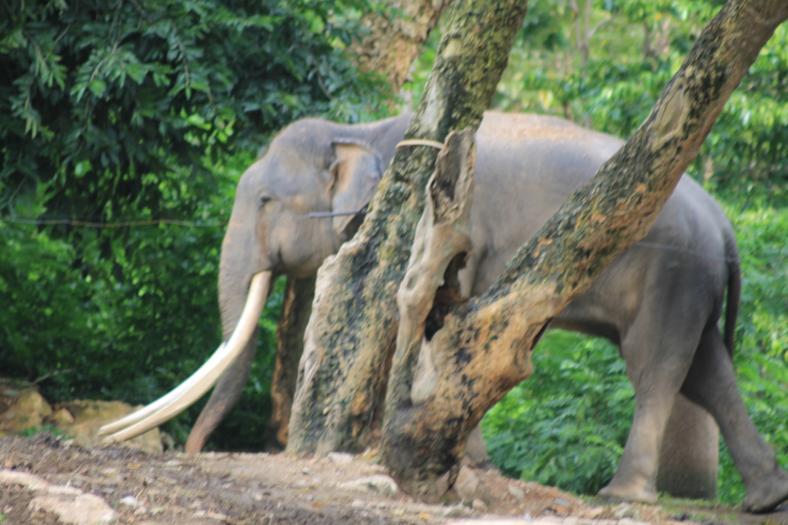 About zoos or continuation of a walk along Khao Kheow (Thailand) - My, Zoo, Thailand, Leisure, Tiger, Longpost