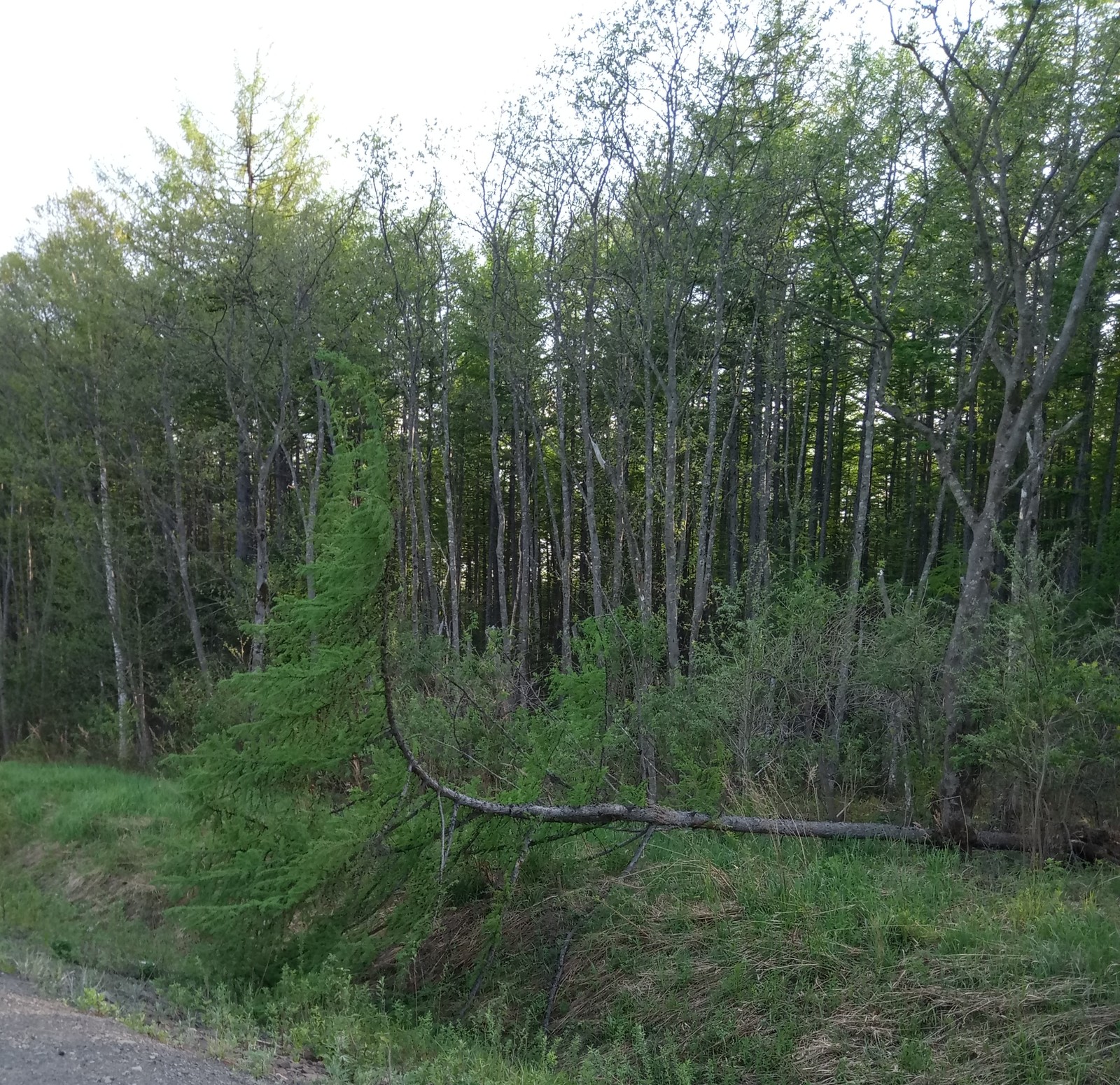 A tree with unbending willpower - My, Nature, The photo