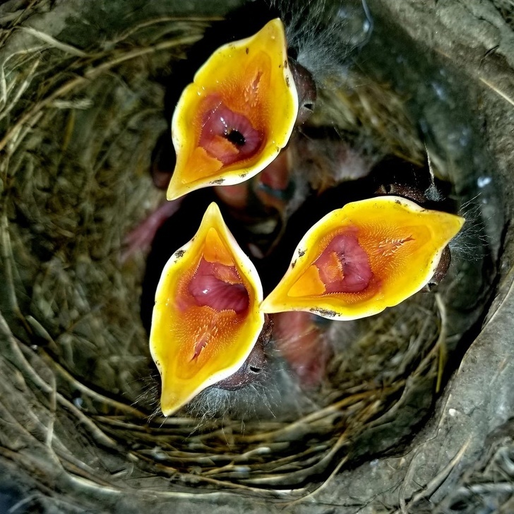 strange flowers) - Chick, The photo, Nest, Nature, Birds