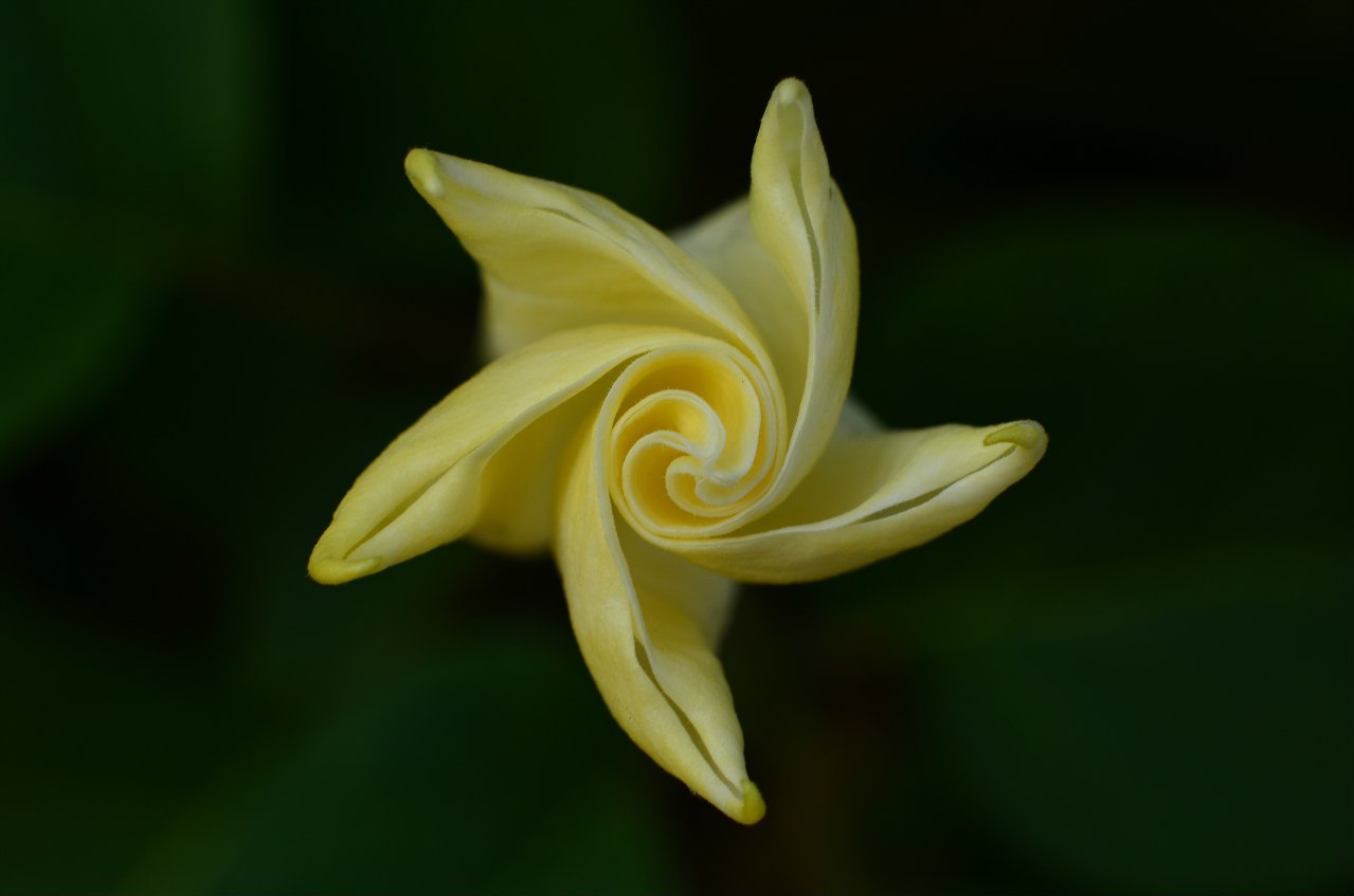 Macro. Dope flower. - My, Macro photography, Beginning photographer, Flowers, Nikon d5100, Datura