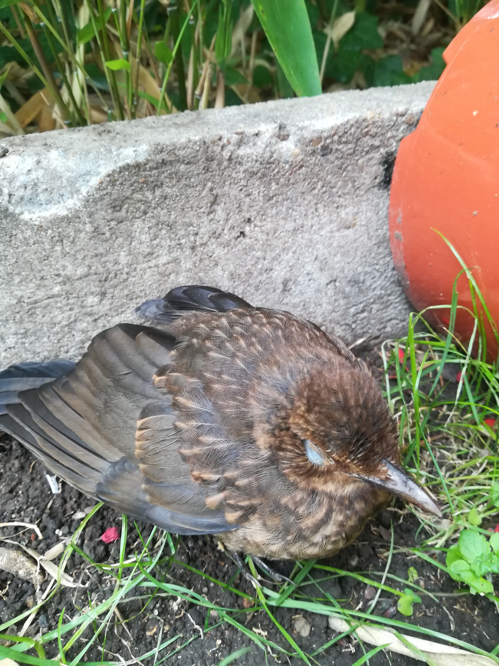 Thrush fledgling - My, Thrush, The photo, Longpost