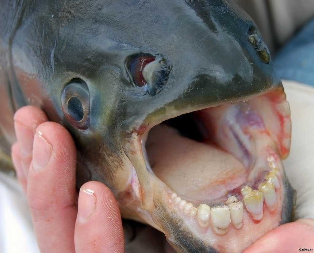 Pacu fish and fear of castration - My, Pacu fish, , A fish, Zoology, Humor, Longpost, Animal book, Nature