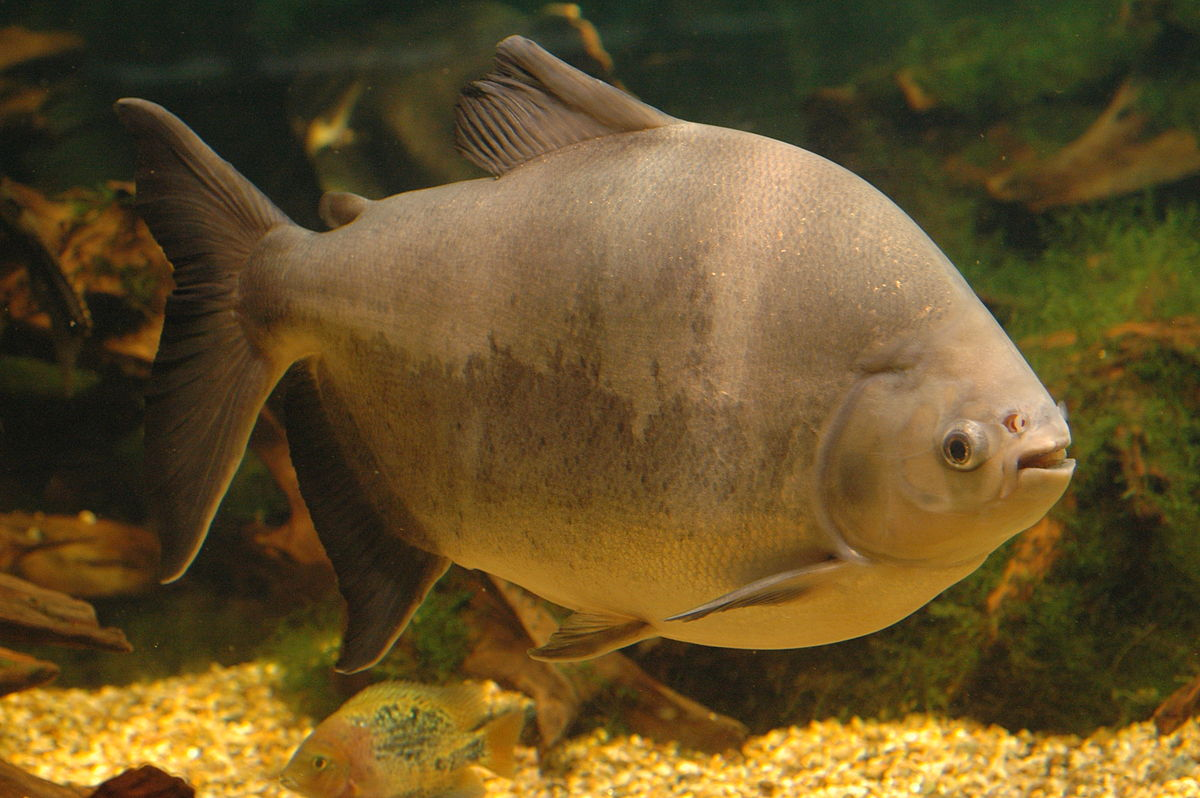 Pacu fish and fear of castration - My, Pacu fish, , A fish, Zoology, Humor, Longpost, Animal book, Nature