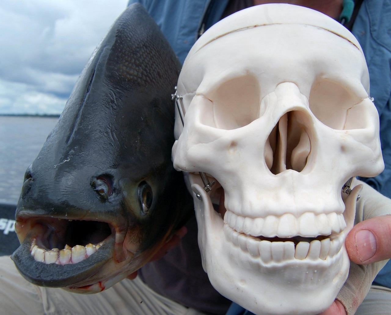 Pacu fish and fear of castration - My, Pacu fish, , A fish, Zoology, Humor, Longpost, Animal book, Nature