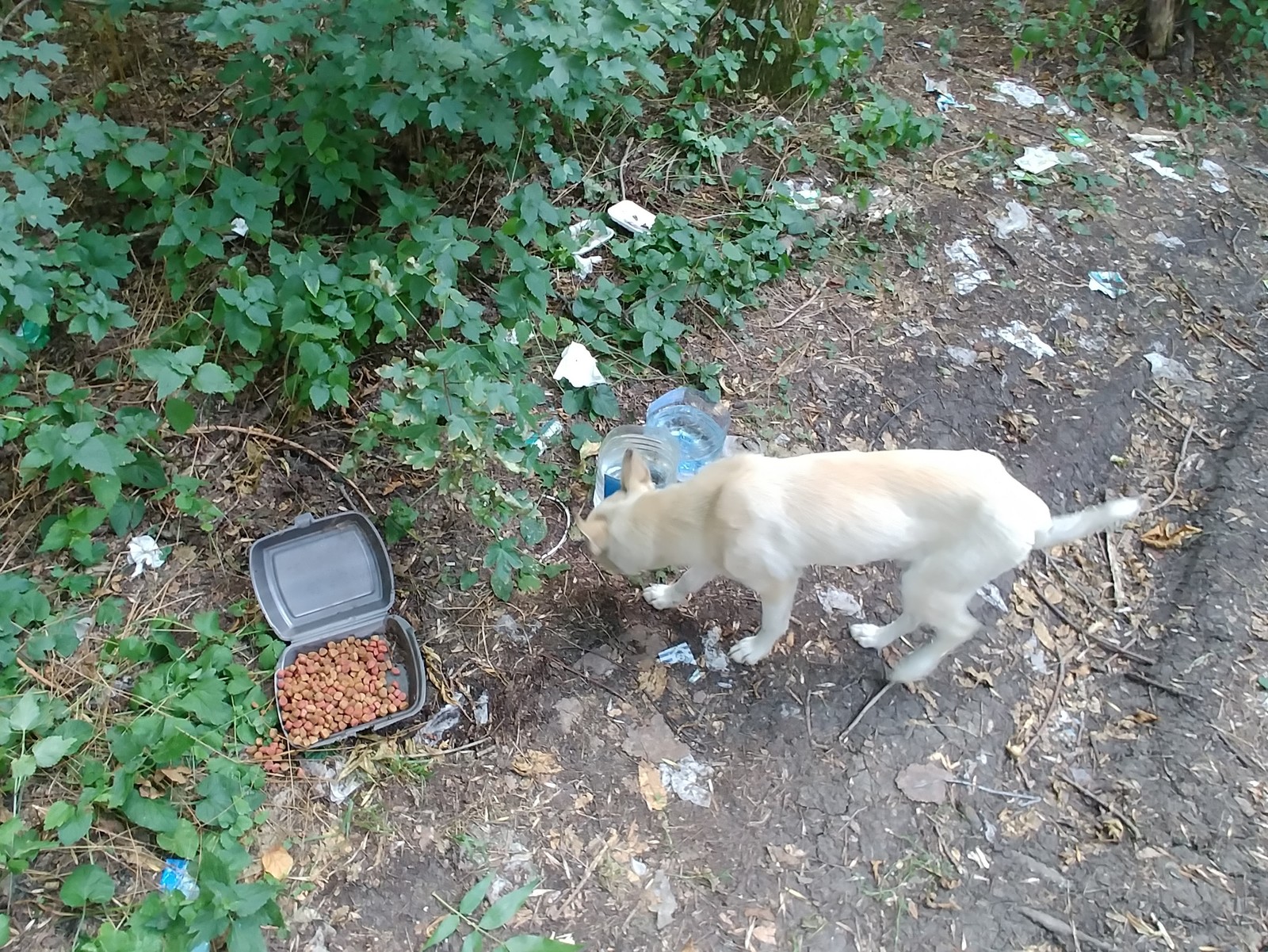 Faithful friend by the road is waiting for the owner - My, Dog, Looking for a home, Armavir, In good hands, Help, Helping animals