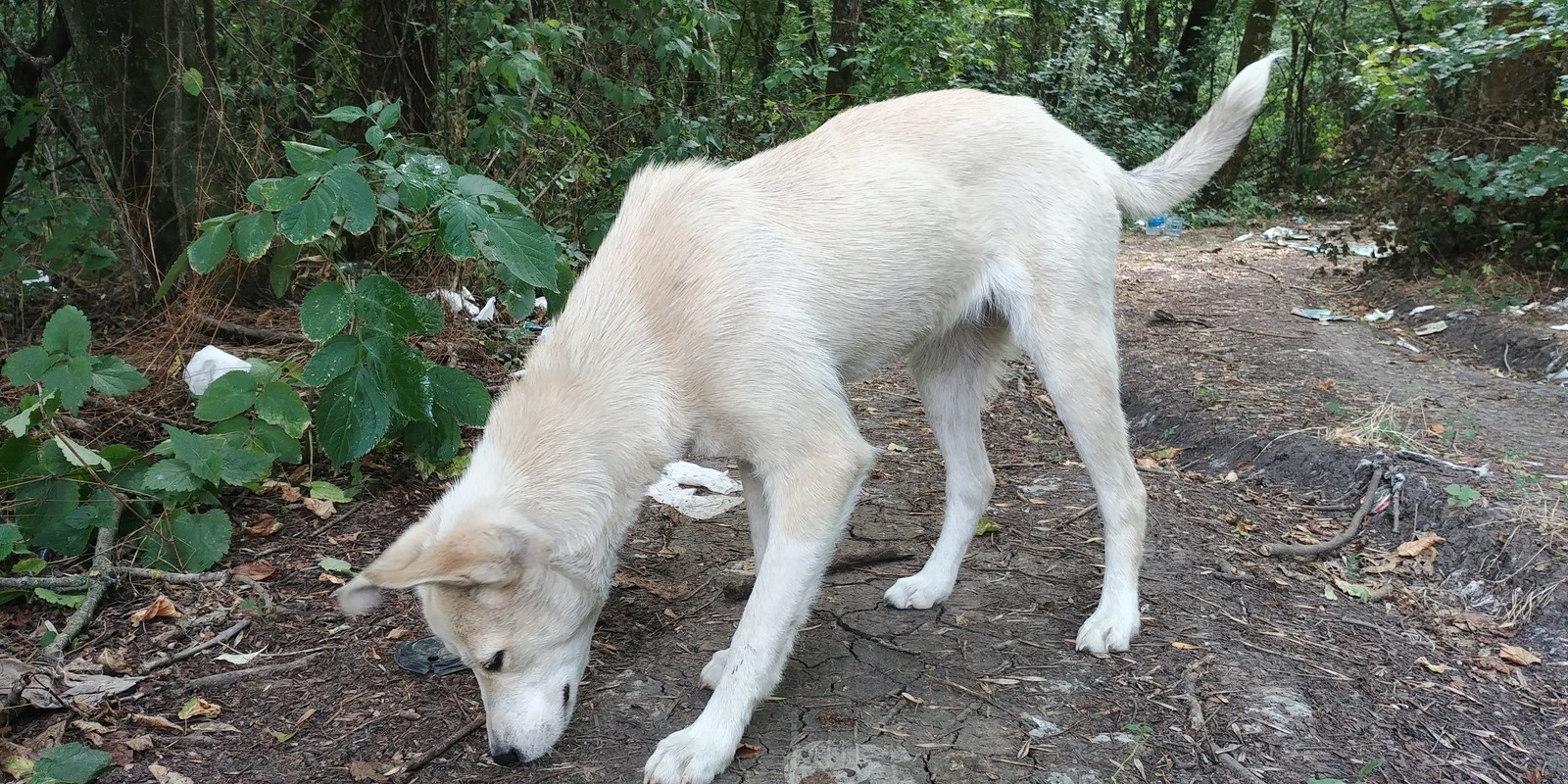 Faithful friend by the road is waiting for the owner - My, Dog, Looking for a home, Armavir, In good hands, Help, Helping animals