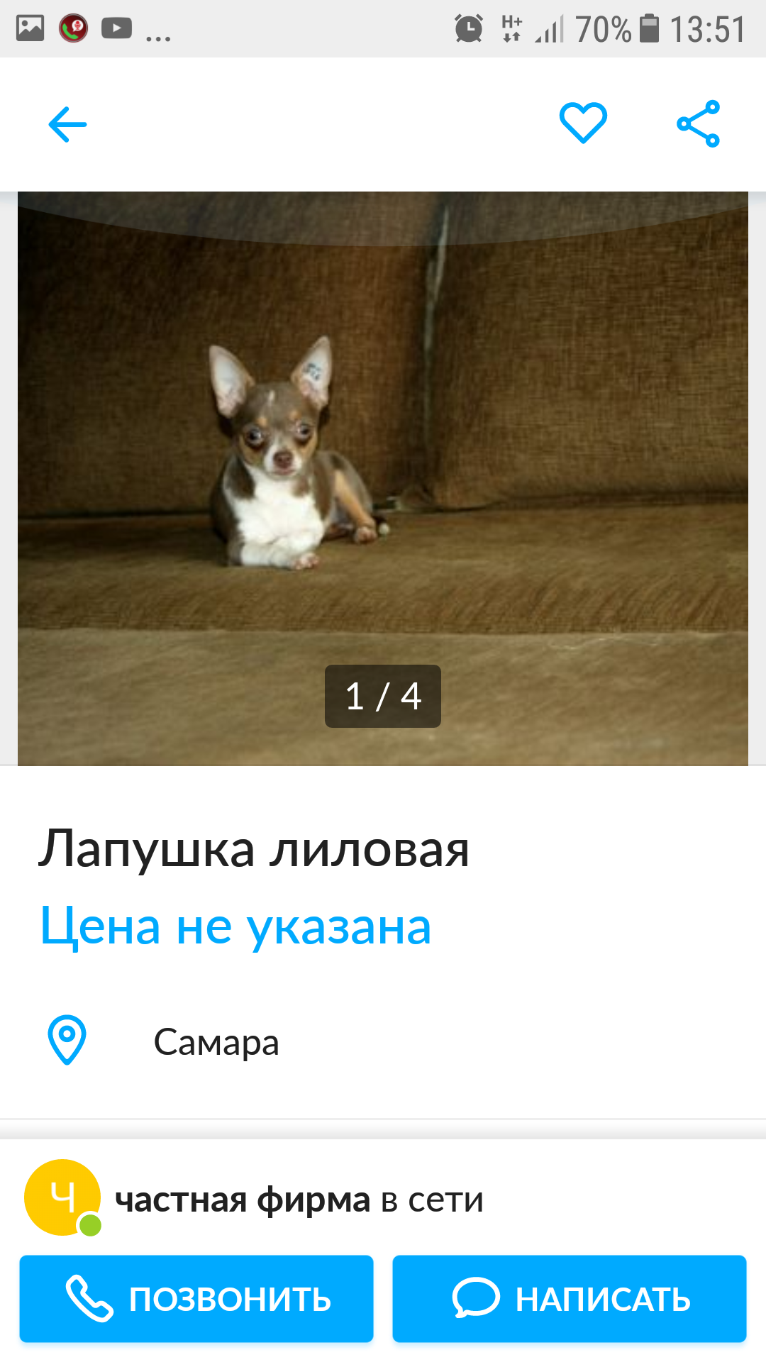 Just read))) - My, Dog, Chihuahua, Longpost