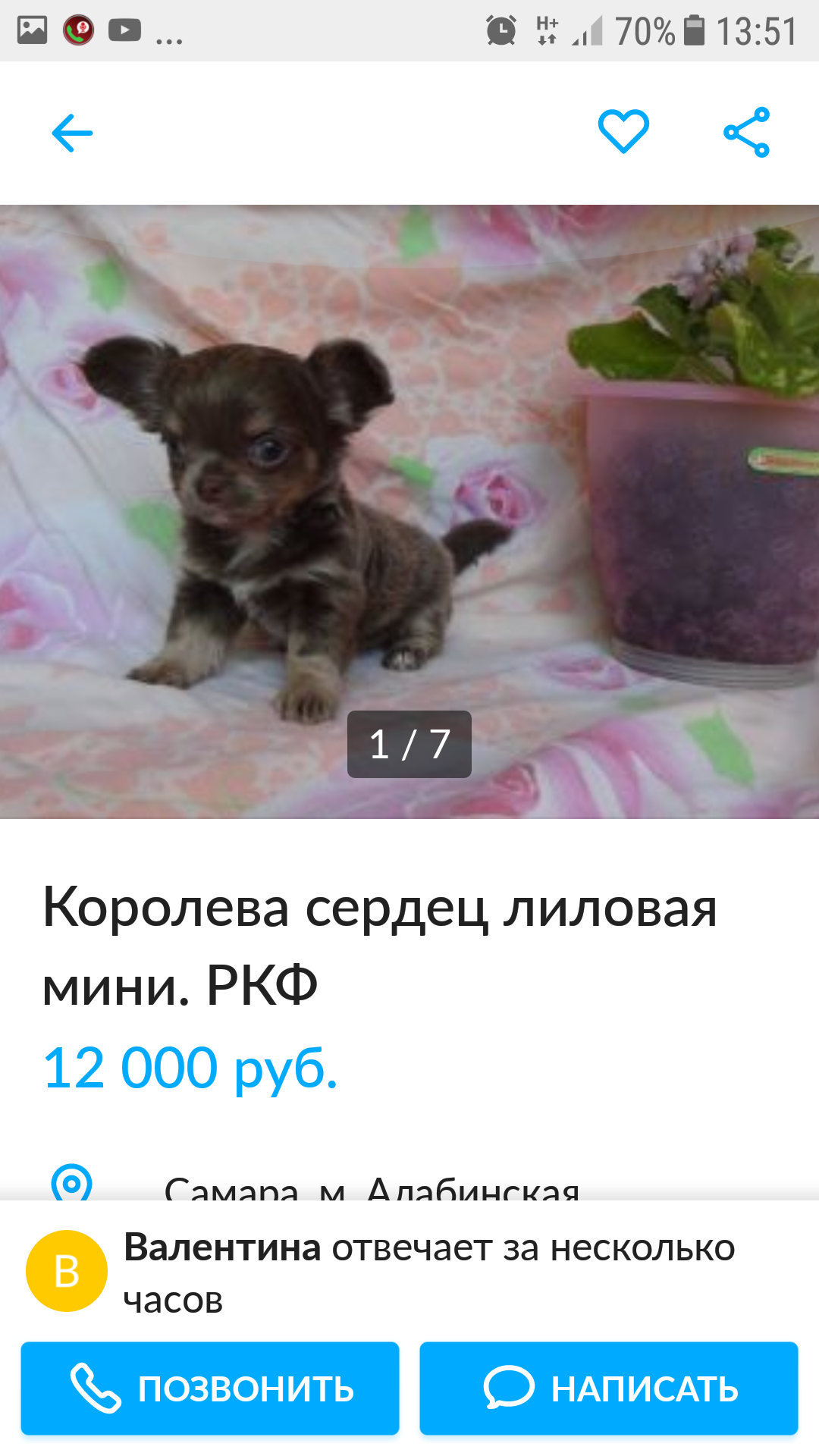 Just read))) - My, Dog, Chihuahua, Longpost