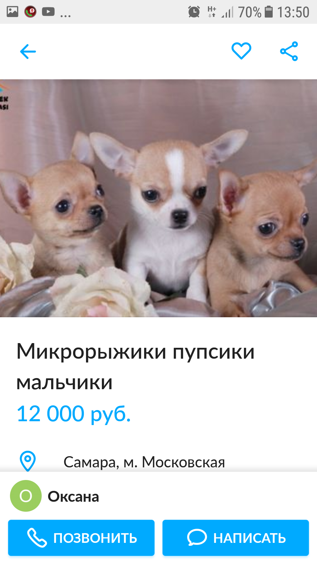 Just read))) - My, Dog, Chihuahua, Longpost