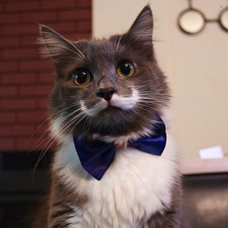 Mustache cat - cat, Images, Усы