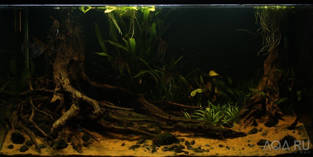 Selection of biotopes - Biotope, Aquarium, Aquarium, Longpost