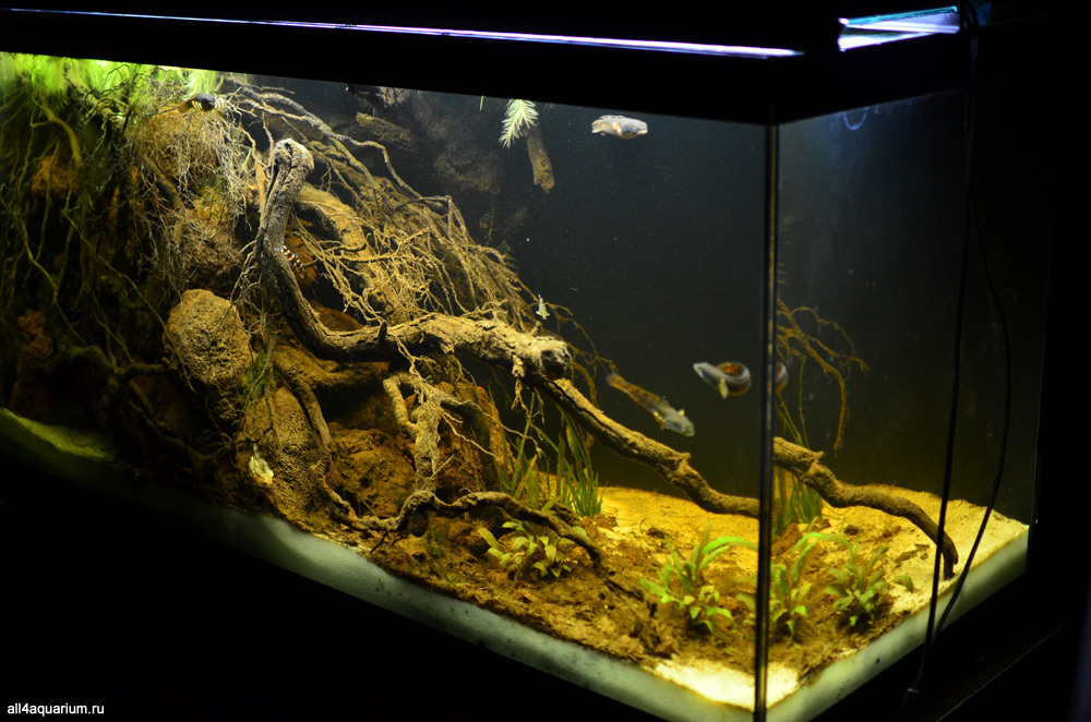 Selection of biotopes - Biotope, Aquarium, Aquarium, Longpost