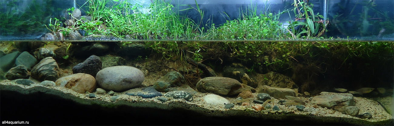 Selection of biotopes - Biotope, Aquarium, Aquarium, Longpost