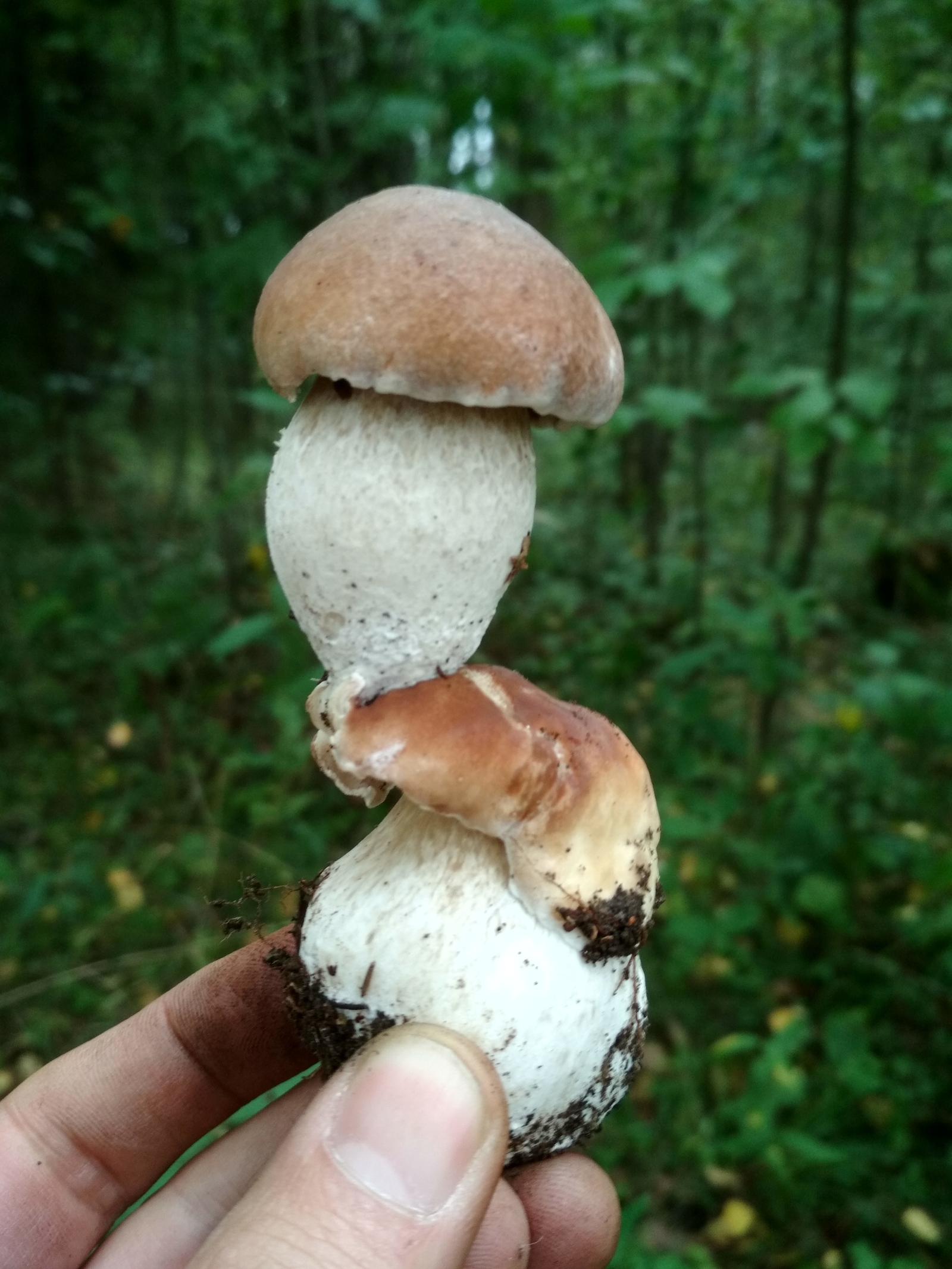 By the start of mushroom season... - My, Wonders of nature, My, Porcini, Republic of Belarus