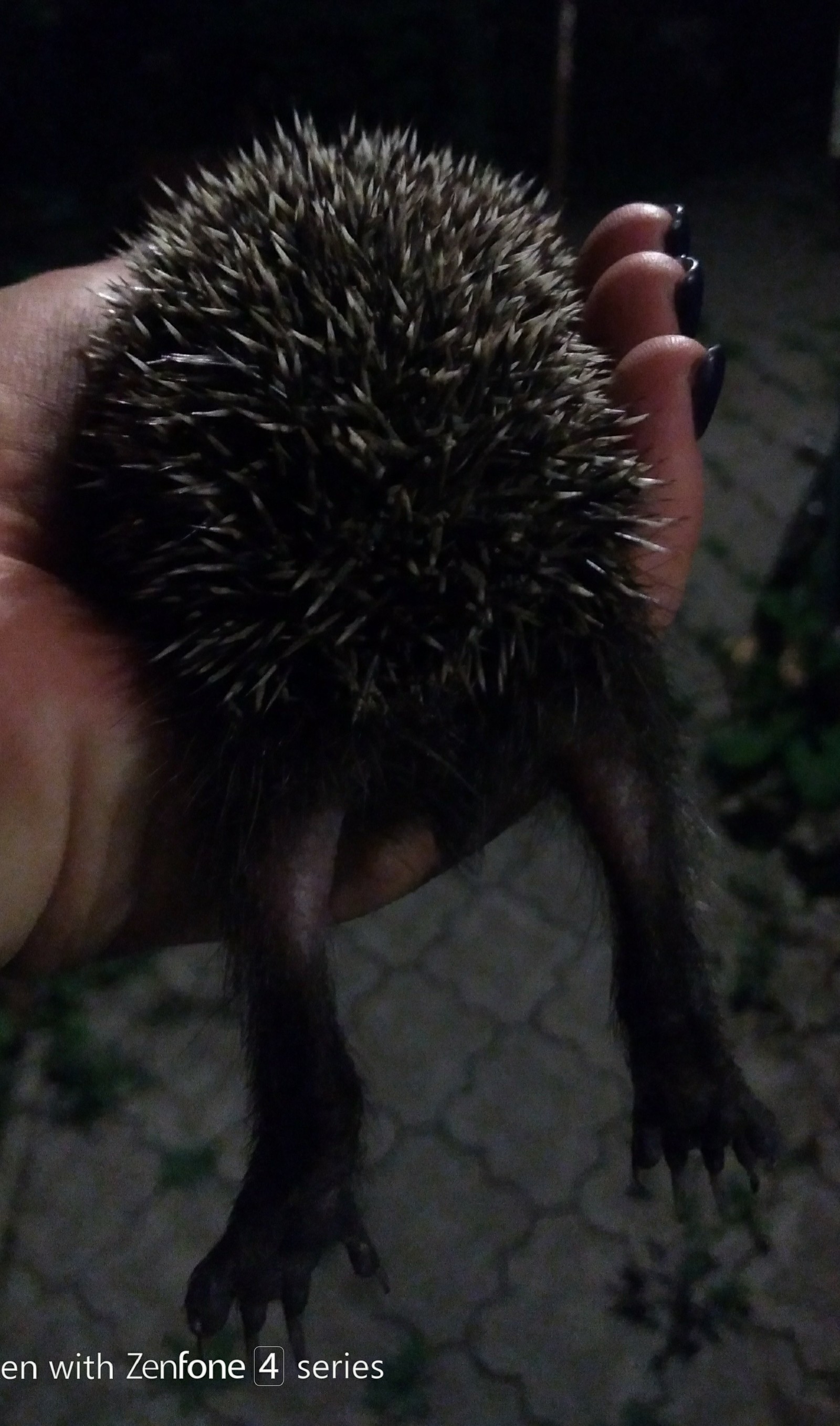 Hedgehog legs post - My, Hedgehog, Guests, Paws, Longpost