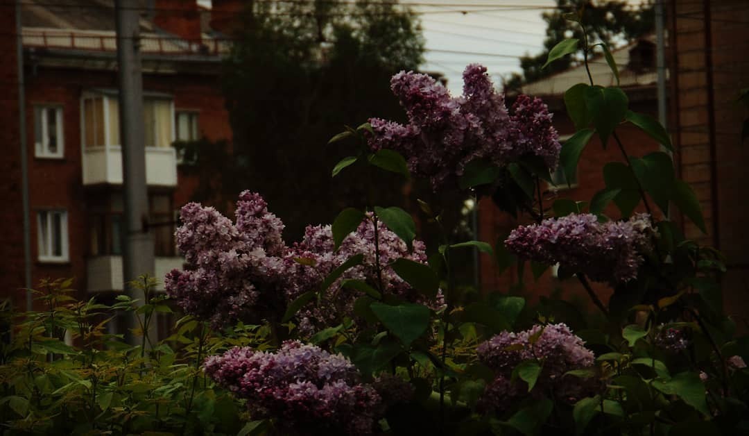 The first attempts in photographyAnd the first post - My, The photo, cat, Flowers, Longpost