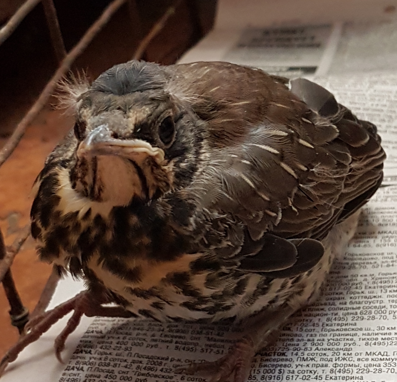 Please help with the bird - My, Chick, Save Private Ryan, Help