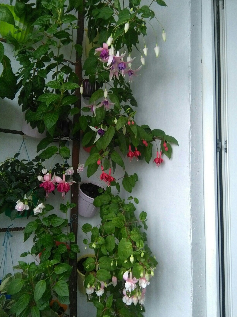 Post about love for fuchsias) - My, , Balcony, Longpost