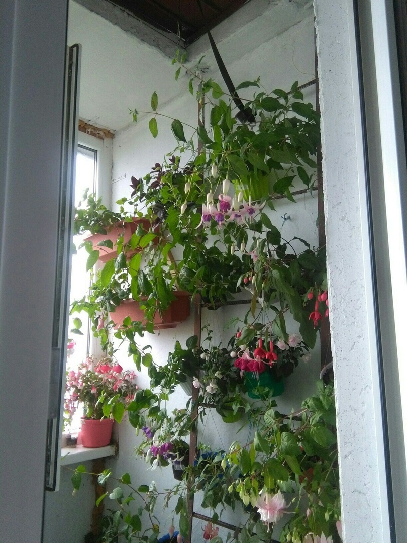 Post about love for fuchsias) - My, , Balcony, Longpost