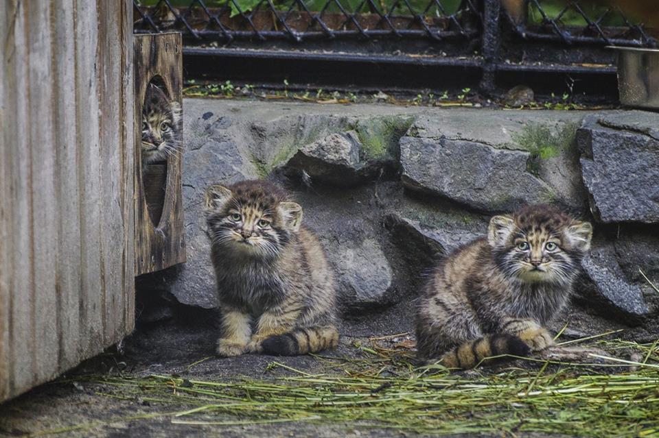 So small, but already manula - Pallas' cat, cat, Novosibirsk Zoo, Longpost