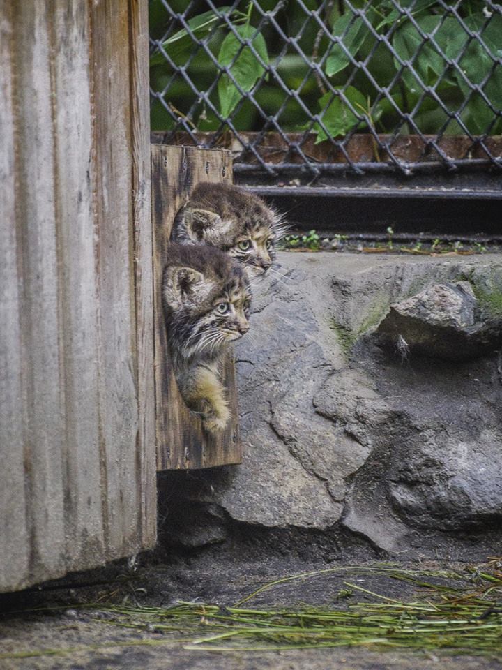 So small, but already manula - Pallas' cat, cat, Novosibirsk Zoo, Longpost