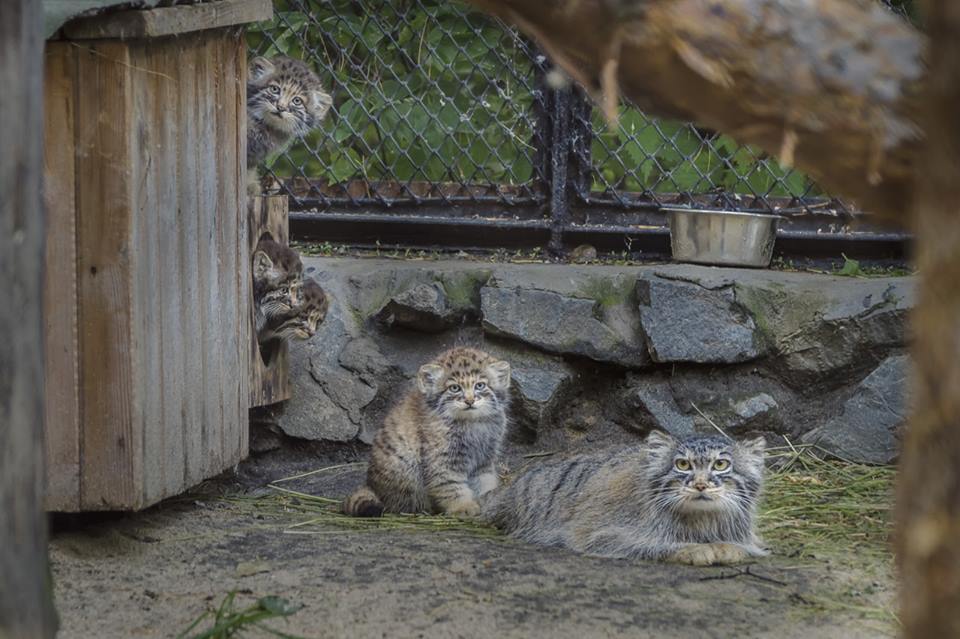 So small, but already manula - Pallas' cat, cat, Novosibirsk Zoo, Longpost