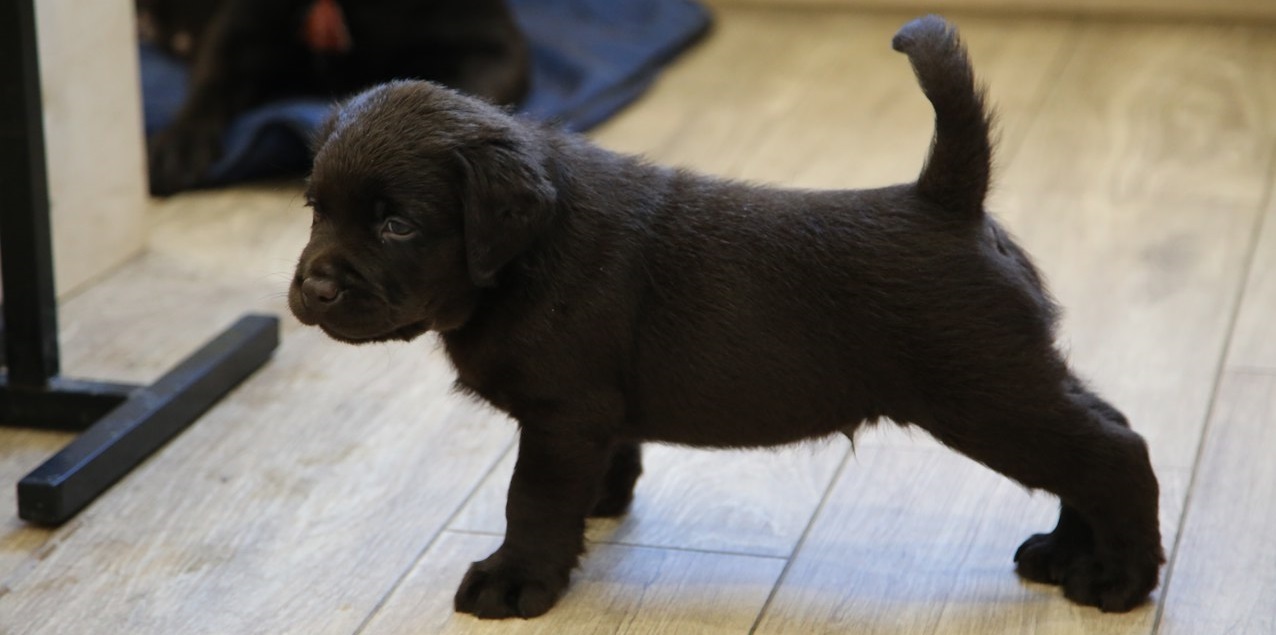 Evolution of the Labrador - My, Dog, The photo, Animals, Labrador, Pets, It Was-It Was, Puppies, Pet, Longpost