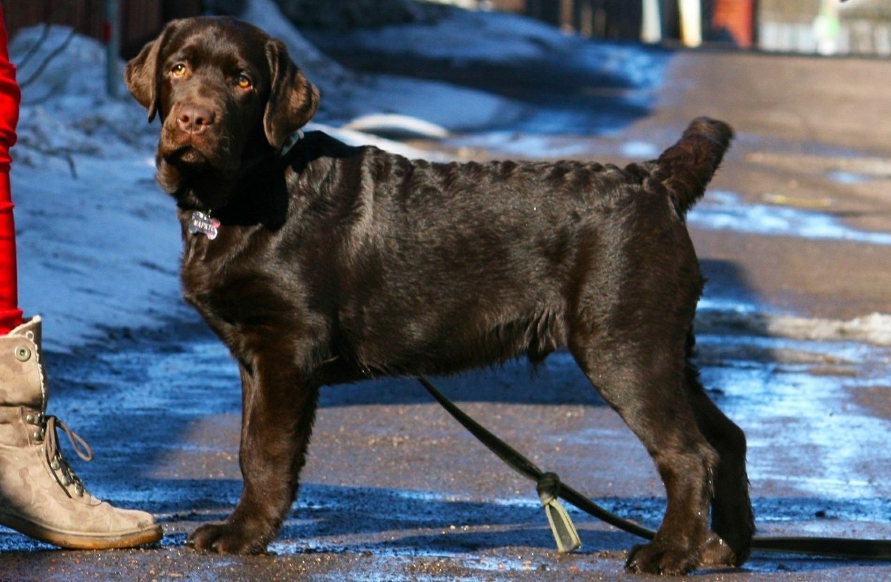 Evolution of the Labrador - My, Dog, The photo, Animals, Labrador, Pets, It Was-It Was, Puppies, Pet, Longpost