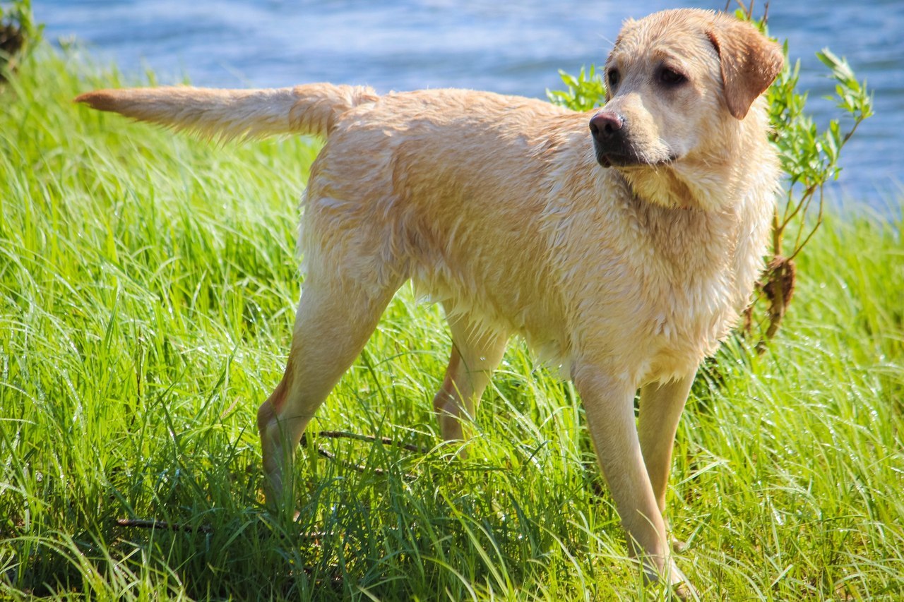 Bathed, shaken off - My, Dog, Labrador, 