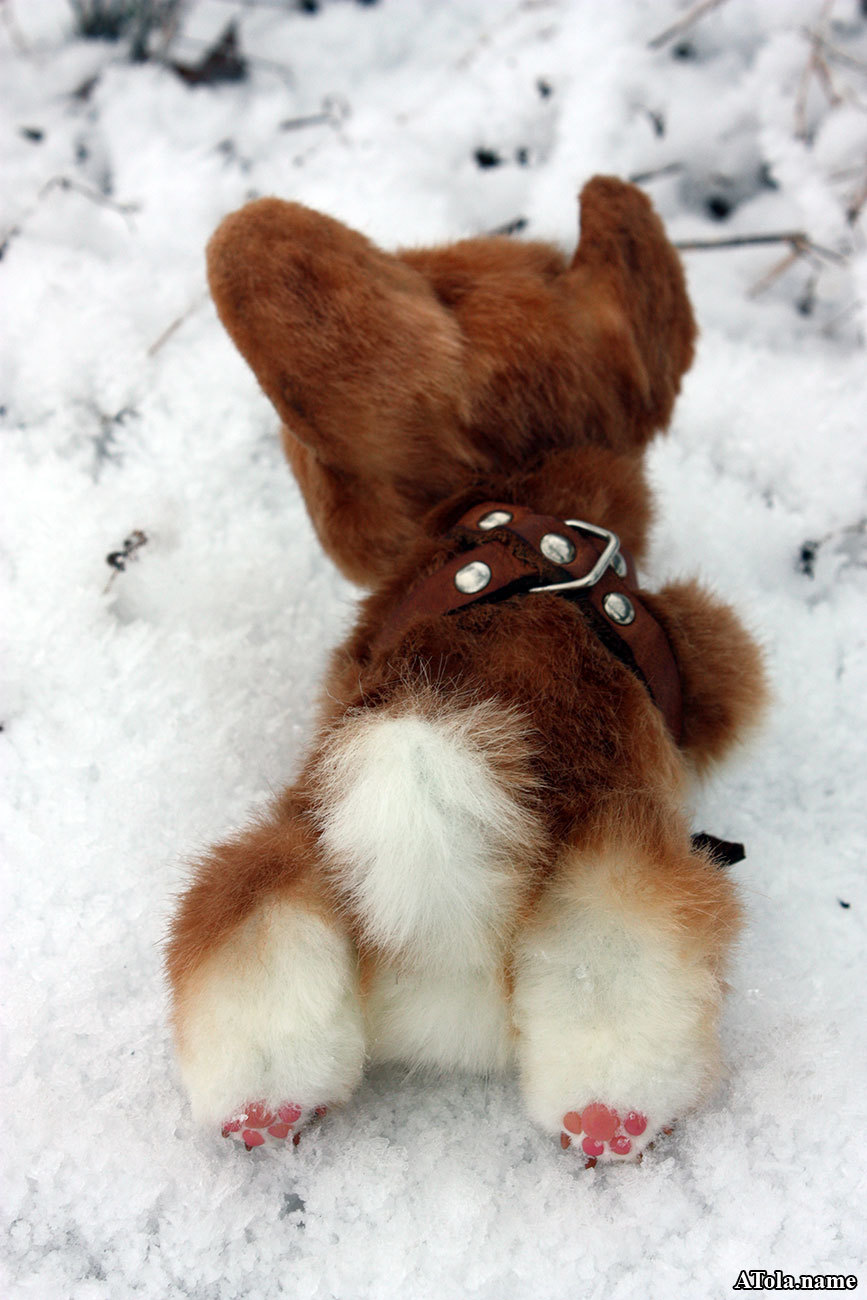 Corgi puppy and winter freshness - My, Corgi, Needlework with process, Author's toy, Toys, Soft toy, , Teddy's friends, Longpost