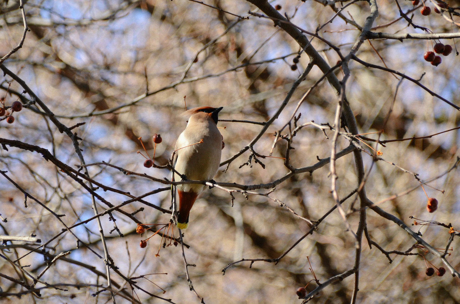 Waxwings - My, , Waxwing, Beginning photographer, Nature, The photo, Longpost, Birds