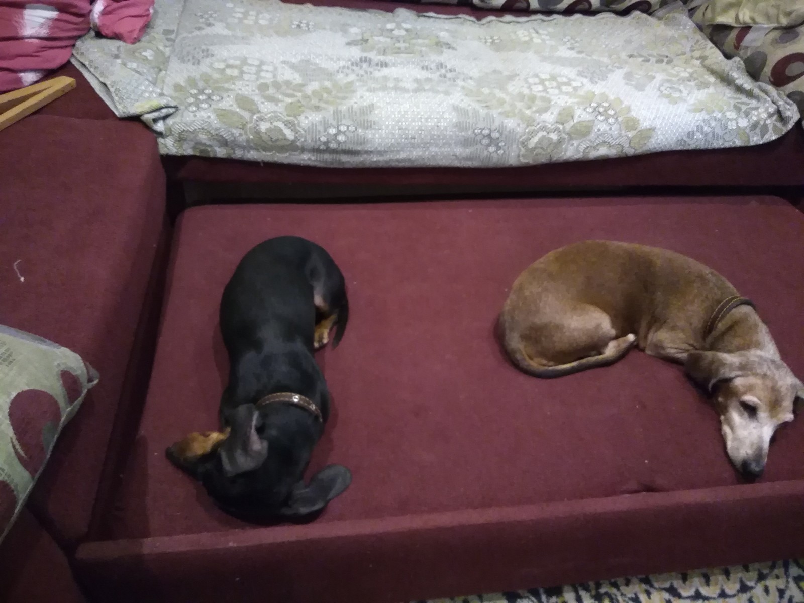 They were supposed to be euthanized today tomorrow. - My, Dachshund, Abandoned, Help, Helping animals, Dog, In good hands, Saint Petersburg