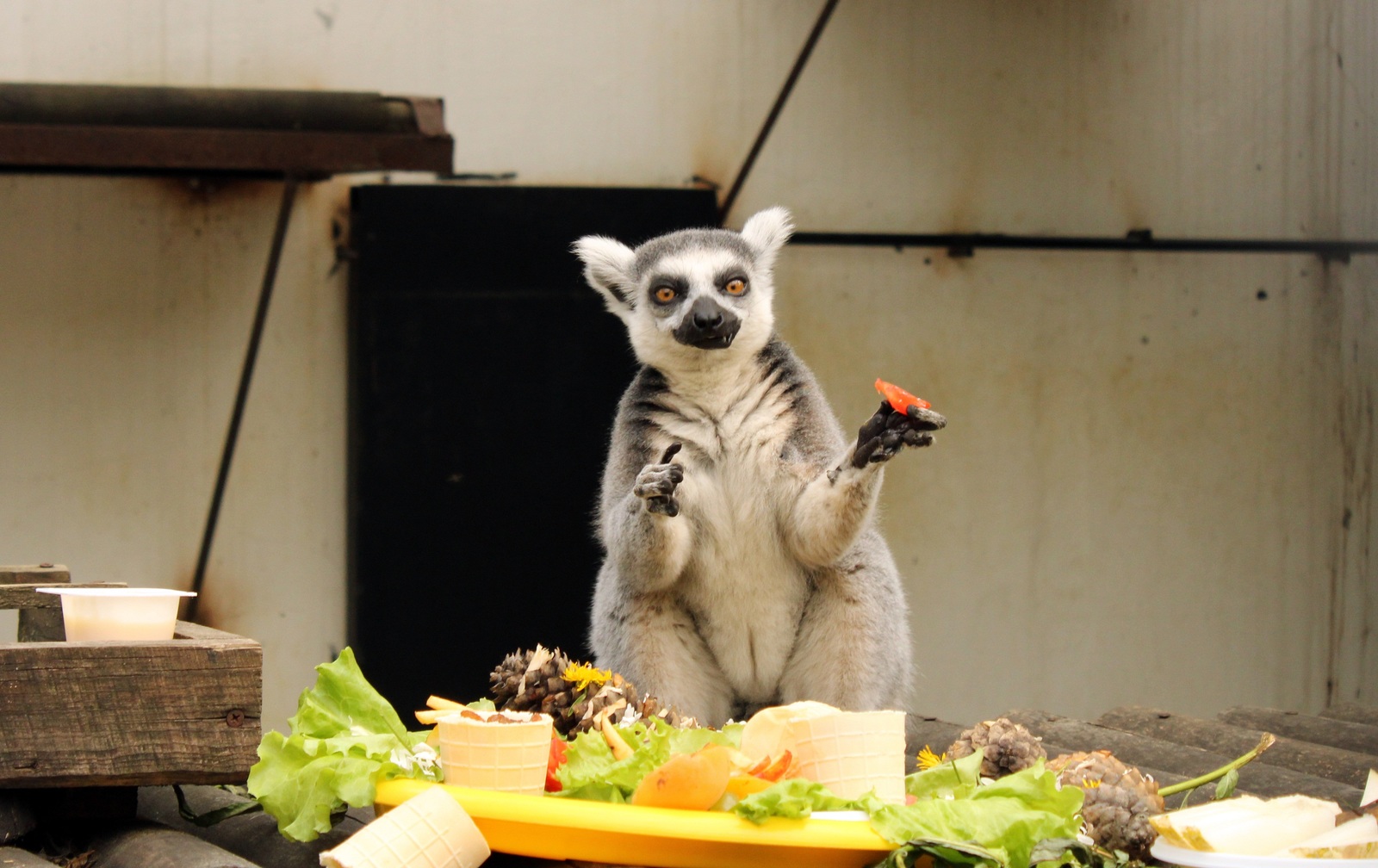 Lunch with lemurs at the Penza Zoo. - My, Penza Zoo, Feline lemur, , The photo, Longpost, Lemur