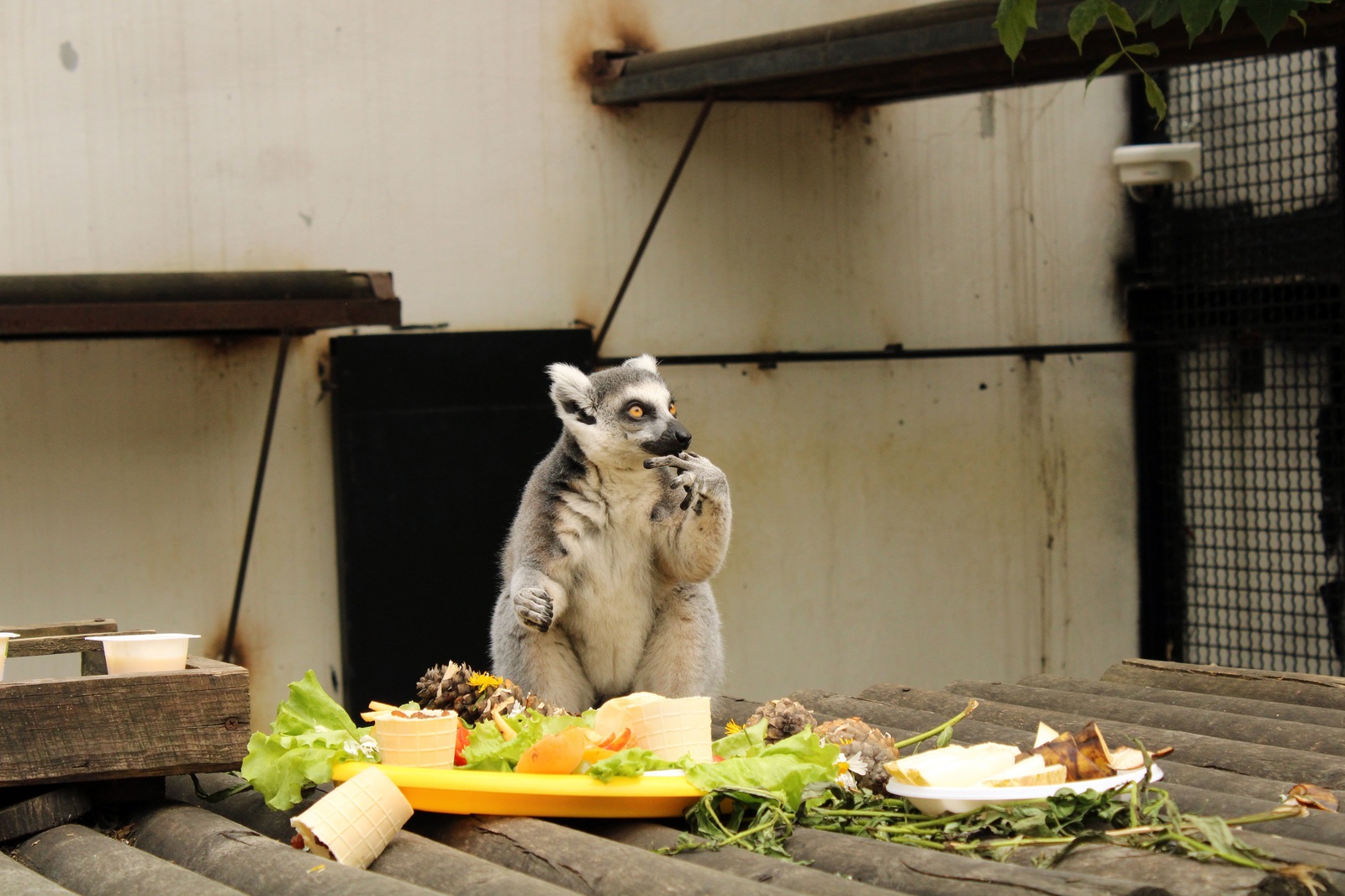 Lunch with lemurs at the Penza Zoo. - My, Penza Zoo, Feline lemur, , The photo, Longpost, Lemur