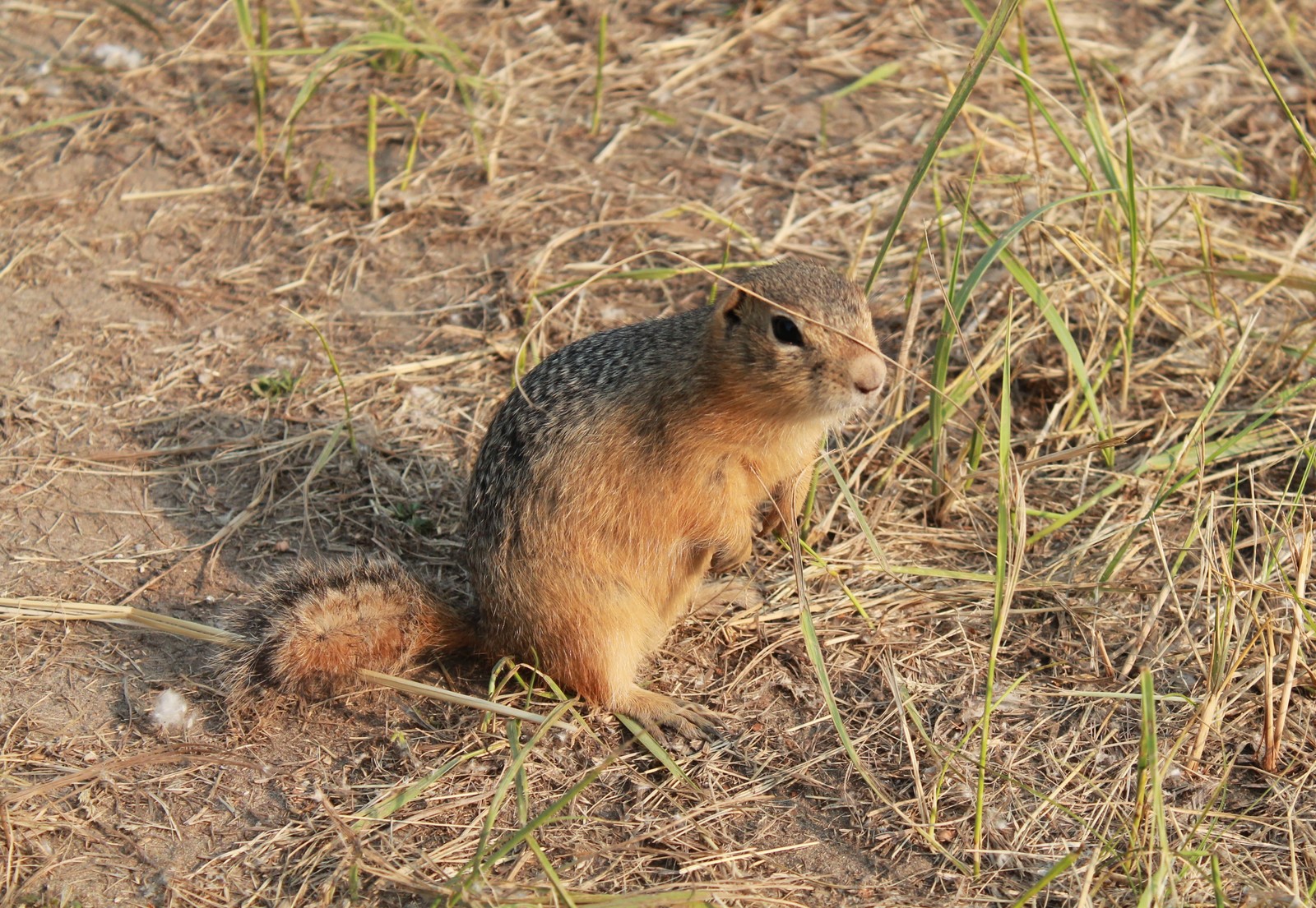 solar gophers - My, Krasnoyarsk, Tatyshev Island, Gopher, Video, Longpost