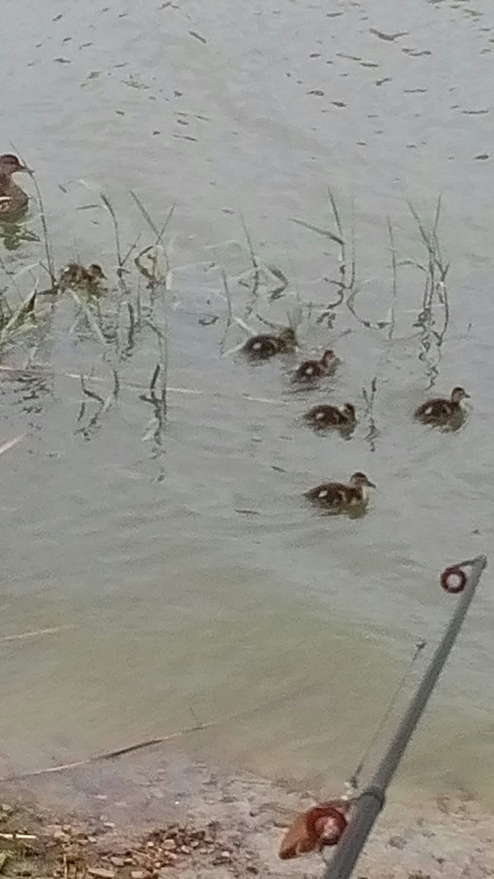 Ducks - My, Ducklings, Milota, Fishery supervision, Longpost