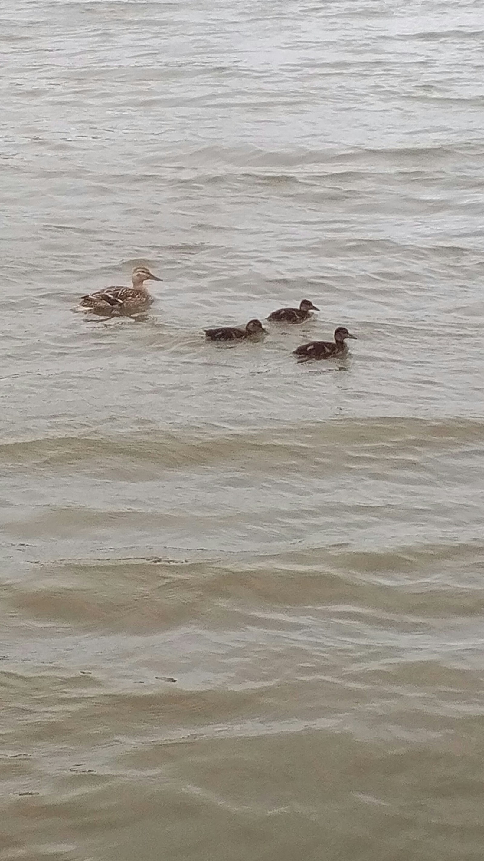 Ducks - My, Ducklings, Milota, Fishery supervision, Longpost