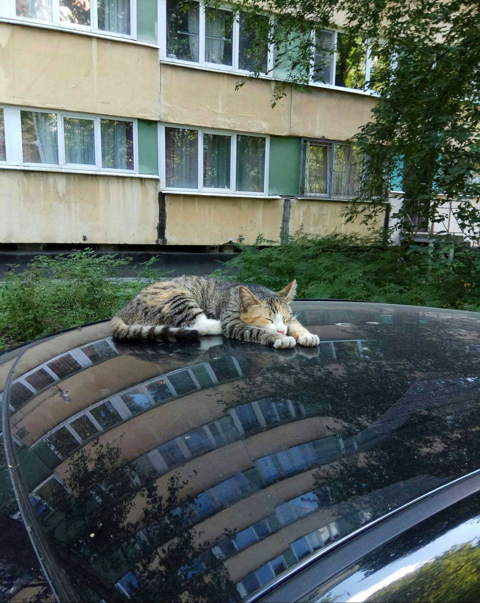 Tired after a week of work - cat, Car