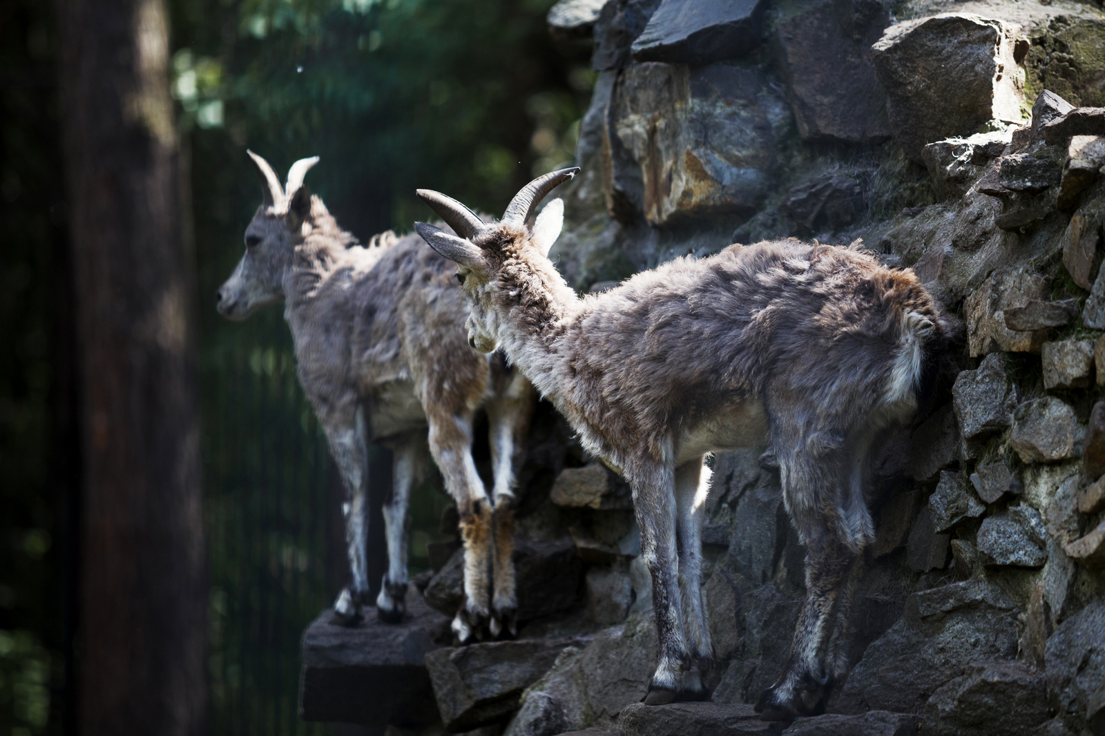 Zoo residents - My, Photographer, Zoo, Animals, Nature, Novosibirsk, Summer, Canon, Friends, Longpost